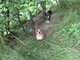 Abbandonati e legati nei boschi di Calizzano: due cani cercano cure