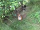 Abbandonati e legati nei boschi di Calizzano: due cani cercano cure Abbandonati e legati nei boschi di Calizzano: due cani cercano cure