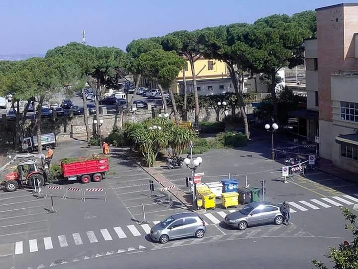 Albenga e i suoi pini: via Einaudi, piazza Matteotti diversi gli alberi abbattuti Albenga e i suoi pini: via Einaudi, piazza Matteotti diversi gli alberi abbattuti