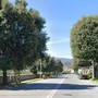 Abbattimento degli alberi in via Quiliano, dal 3 novembre senso unico alternato sulla Sp58 Abbattimento degli alberi in via Quiliano, dal 3 novembre senso unico alternato sulla Sp58
