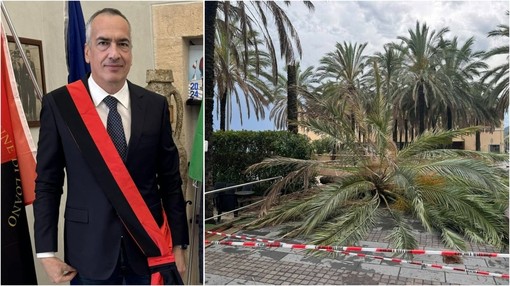 Palme da abbattere a Loano, Cepollina: "Dispiace vedere trasformato un tema di sicurezza pubblica in una polemica politica" Palme da abbattere a Loano, Cepollina: "Dispiace vedere trasformato un tema di sicurezza pubblica in una polemica politica"
