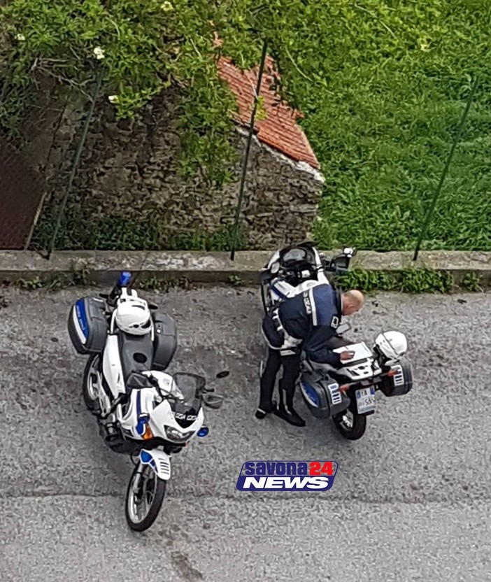 Orrore a Legino: altro gattino della colonia felina massacrato Orrore a Legino: altro gattino della colonia felina massacrato
