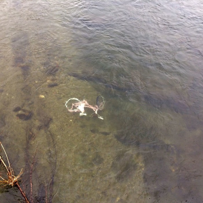A Cairo "spunta" una bicicletta nel letto del fiume Bormida A Cairo "spunta" una bicicletta nel letto del fiume Bormida