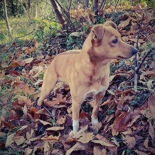 Cane smarrito sulle alture di Savona: la richiesta d'aiuto della dell'associazione Mondo Cane 360 Cane smarrito sulle alture di Savona: la richiesta d'aiuto della dell'associazione Mondo Cane 360