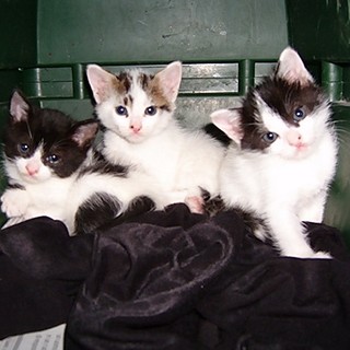 Vado Ligure, tutti al Molo 8.44 per aiutare i gatti liberi