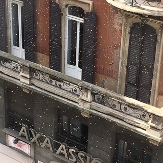 Sciame di api "invade" il centro di Savona (FOTO e VIDEO)