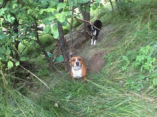 Abbandonati e legati nei boschi di Calizzano: due cani cercano cure Abbandonati e legati nei boschi di Calizzano: due cani cercano cure