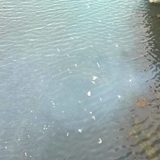 Inquinamento alla foce del Letimbro? Disagio segnalato alla sala operativa della Polizia Locale e all'Arpal