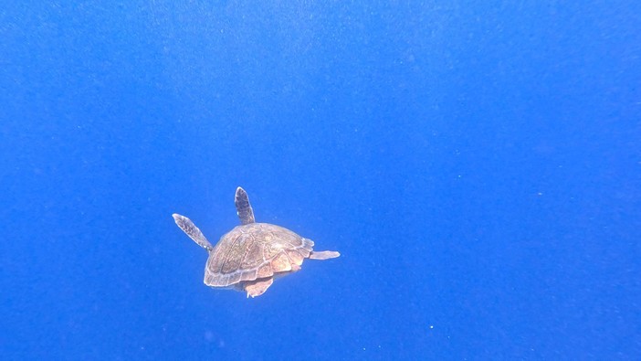Varazze, la tartaruga recuperata a fine giugno è tornata in mare (FOTO) Varazze, la tartaruga recuperata a fine giugno è tornata in mare (FOTO)