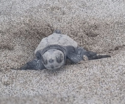 Laigueglia, è iniziata la schiusa del secondo nido di tartaruga (FOTO e VIDEO) Laigueglia, è iniziata la schiusa del secondo nido di tartaruga (FOTO e VIDEO)
