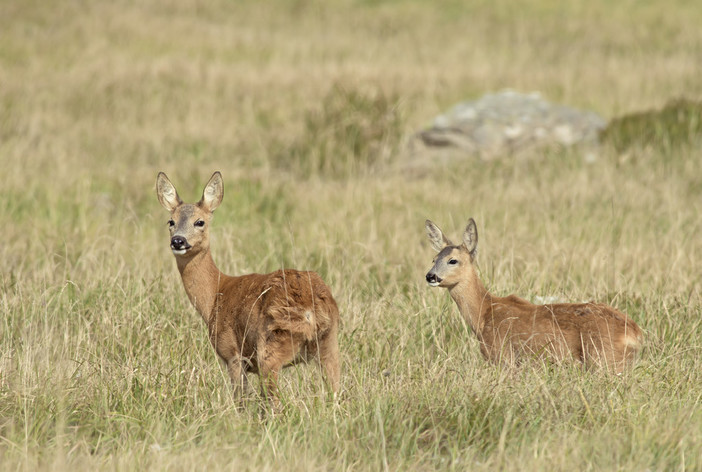 Animali fantastici, dove trovarli? Nel Beigua durante un trekking fotografico