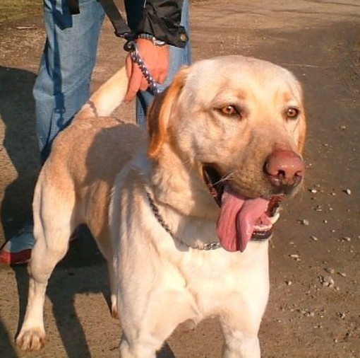 Un cane labrador (immagine generica)