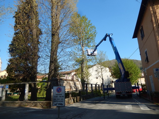 Mallare, intervento di messa in sicurezza di tre grossi alberi prospicenti su viale Luigi Corsi (FOTO)