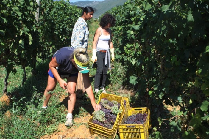Regione, assessore Mai:"Nuovi criteri per aumentare la superficie viticola" Regione, assessore Mai:"Nuovi criteri per aumentare la superficie viticola"