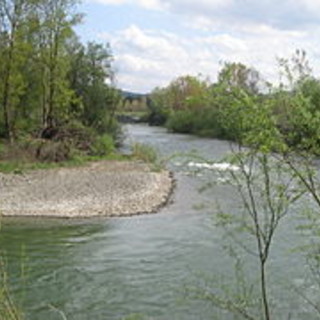 Moria di pesci di fronte alla Ferrania