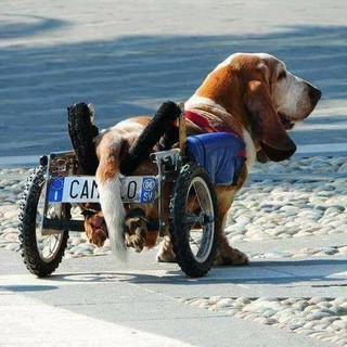 Addio a Camillo, il basset hound piccola star di Finalborgo