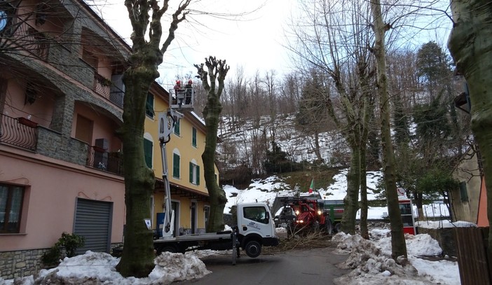 Mallare, potatura platani in viale Luigi Corsi (FOTO) Mallare, potatura platani in viale Luigi Corsi (FOTO)