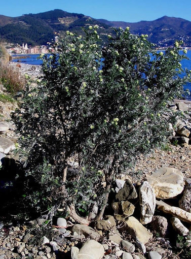 A Laigueglia una mostra sulle piantine di Capo Mele