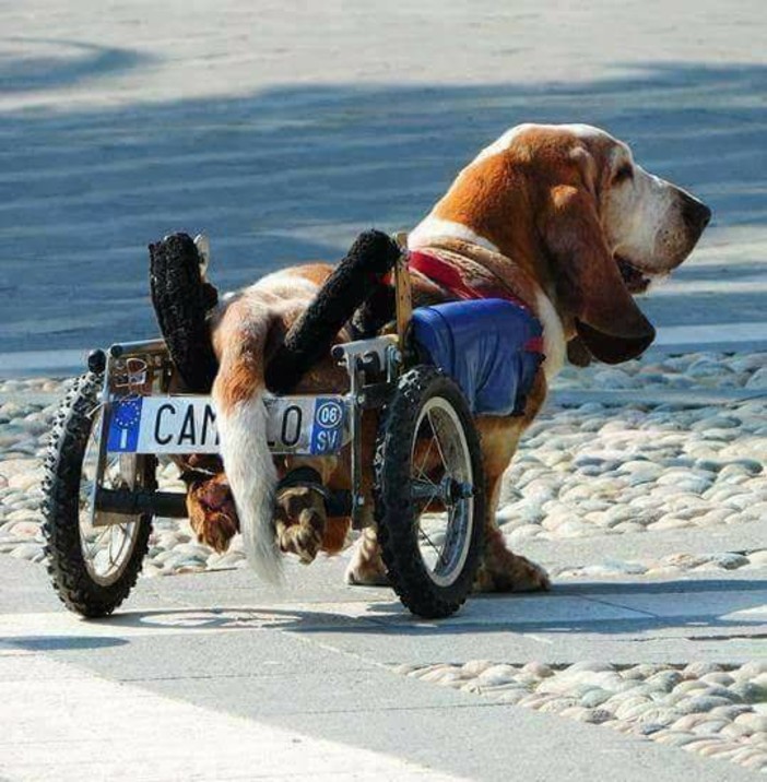 Addio a Camillo, il basset hound piccola star di Finalborgo Addio a Camillo, il basset hound piccola star di Finalborgo