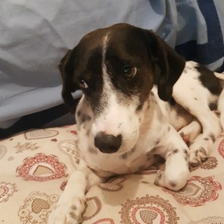 Smarrito ad Albenga il simpatico cane "Sughero"