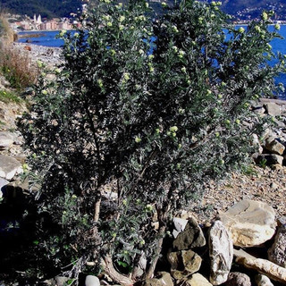 A Laigueglia una mostra sulle piantine di Capo Mele