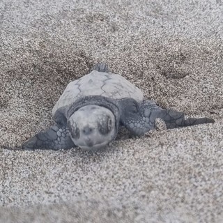 Laigueglia, è iniziata la schiusa del secondo nido di tartaruga (FOTO e VIDEO) Laigueglia, è iniziata la schiusa del secondo nido di tartaruga (FOTO e VIDEO)