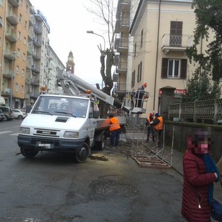Cairo, potatura piante in corso Dante (FOTOnotizia)