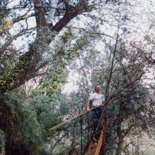 Liguria: danni ingenti alle coltivazioni per il maltempo