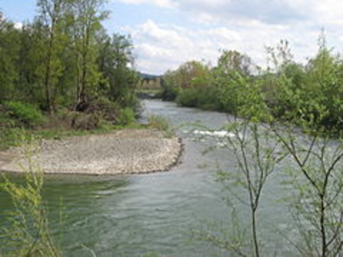 Moria di pesci di fronte alla Ferrania