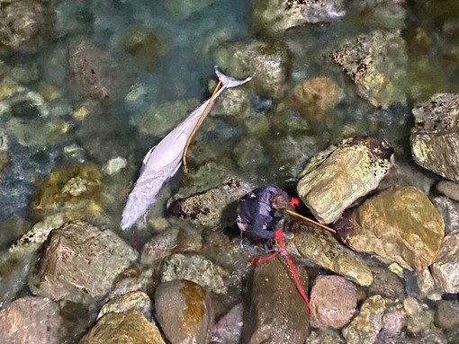 Spiaggiamento di balenottera minore a Varazze nel 2024