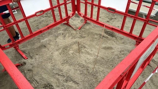 Nido di tartaruga sulla spiaggia di Alassio, arriva l'ordinanza per salvaguardare le uova di Caretta caretta Nido di tartaruga sulla spiaggia di Alassio, arriva l'ordinanza per salvaguardare le uova di Caretta caretta