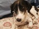 Smarrito ad Albenga il simpatico cane "Sughero" Smarrito ad Albenga il simpatico cane "Sughero"