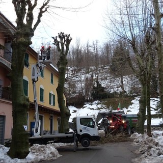 Mallare, potatura platani in viale Luigi Corsi (FOTO)