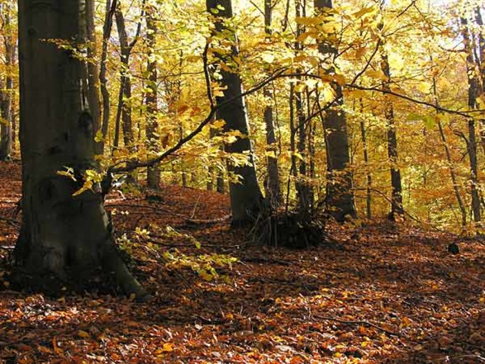 Trovato morto il fungaiolo disperso a Bardineto