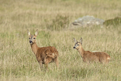 Animali fantastici, dove trovarli? Nel Beigua durante un trekking fotografico