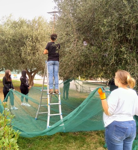 Albisola, gli studenti del corso per operatore agricolo producono l’olio comunale