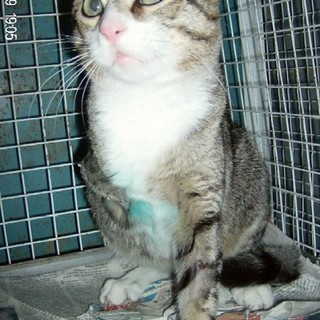 Boissano, chi ha perso un gatto bianco con la coda nera?