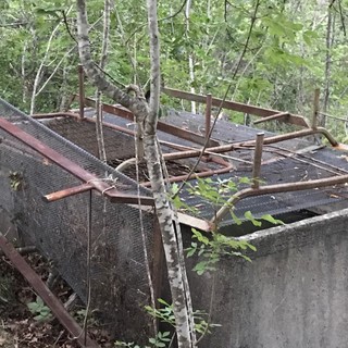 Cerbiatto salvato ad Ortovero, la vasca è stata messa in sicurezza (FOTO)