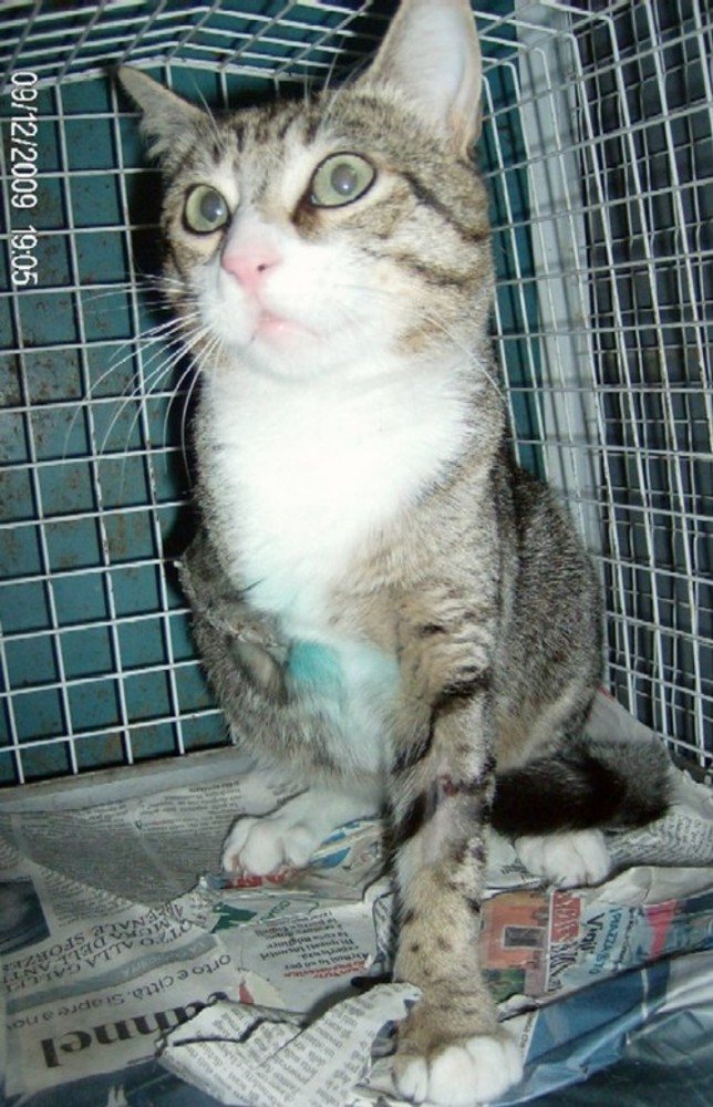 Boissano, chi ha perso un gatto bianco con la coda nera?