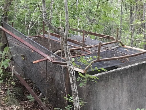 Cerbiatto salvato ad Ortovero, la vasca è stata messa in sicurezza (FOTO)