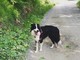 Cane smarrito a Dego: l'appello dei proprietari (FOTO)