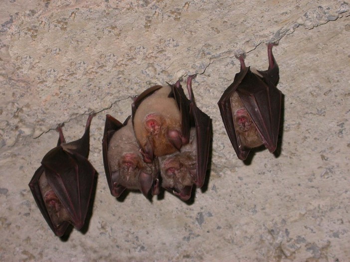 La notte dei pipistrelli del Beigua è a Sassello La notte dei pipistrelli del Beigua è a Sassello