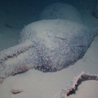 Archeologia subacquea, ad Albenga un pomeriggio alla scoperta dei relitti di Bergeggi e di Pria Pula