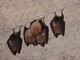 La notte dei pipistrelli del Beigua è a Sassello
