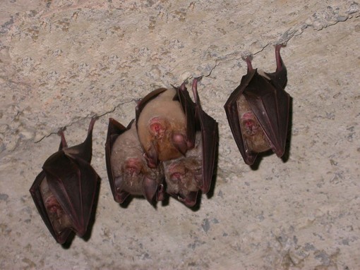 La notte dei pipistrelli del Beigua è a Sassello La notte dei pipistrelli del Beigua è a Sassello