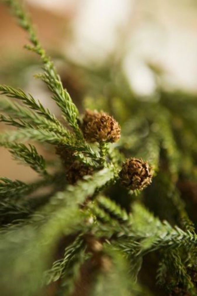 Savona: attesa l'accensione dell'albero di Natale di 14 metri Savona: attesa l'accensione dell'albero di Natale di 14 metri