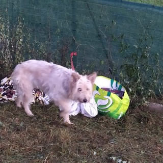 Cane abbandonato legato alla rete del canile di Cairo, l'appello dei volontari: "Se qualcuno ha delle informazioni ci contatti"
