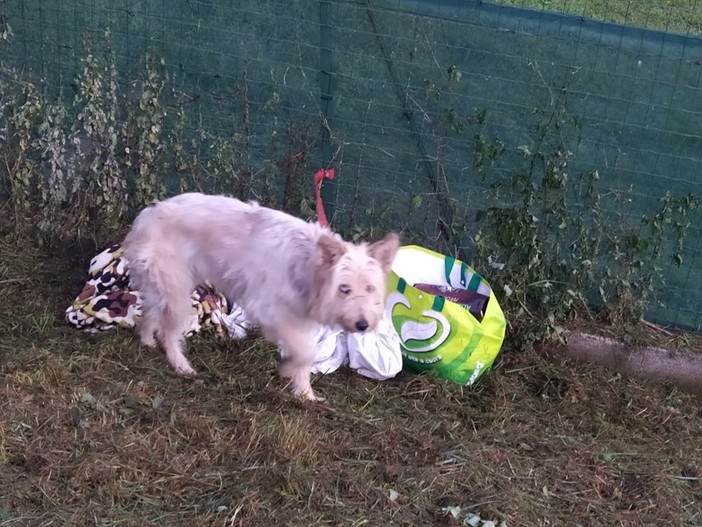 Cane abbandonato legato alla rete del canile di Cairo, l'appello dei volontari: "Se qualcuno ha delle informazioni ci contatti" Cane abbandonato legato alla rete del canile di Cairo, l'appello dei volontari: "Se qualcuno ha delle informazioni ci contatti"