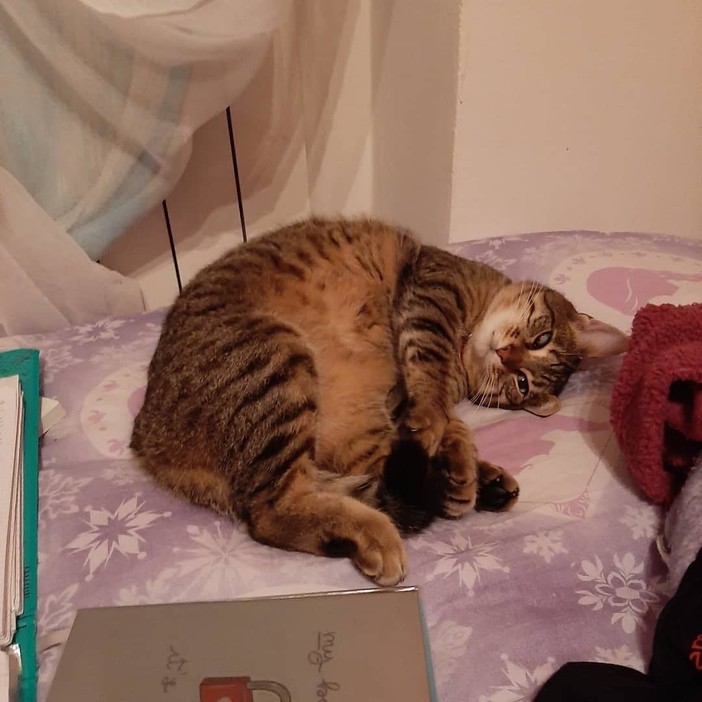 Ladri a Rocchetta Cairo, picchiano il cane e fanno scappare il gatto. L'appello della proprietaria: "Aiutatemi a ritrovarlo" Ladri a Rocchetta Cairo, picchiano il cane e fanno scappare il gatto. L'appello della proprietaria: "Aiutatemi a ritrovarlo"