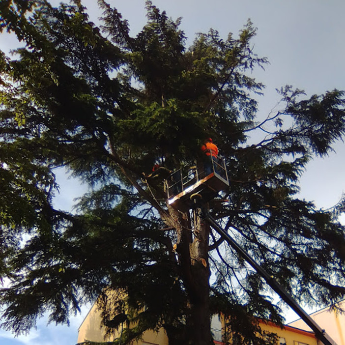 Mallare, abbattuto per motivi di sicurezza un grande 'Cedro del Libano' alto più di 20 metri